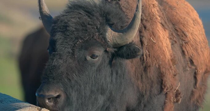 A bison can be seen sniffing a wooden fence, in Yellowstone National Park.