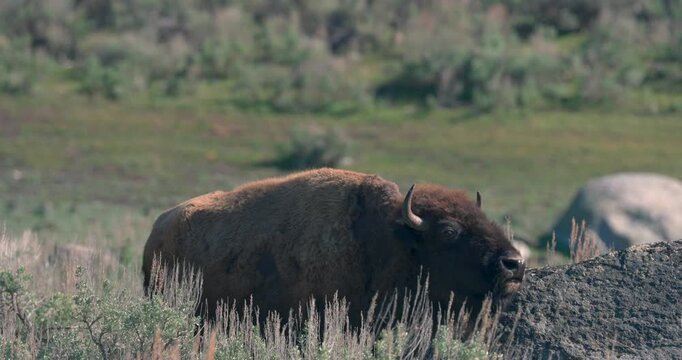 A bison is scratching its head against a rock, shot in Yellowstone National Park.