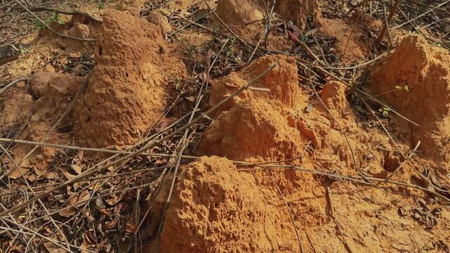 Smooth orbiting movement around clustered termite mounds rising from dry soil with scattered twigs and leaf litter highlighting insect engineering and ecosystem activity