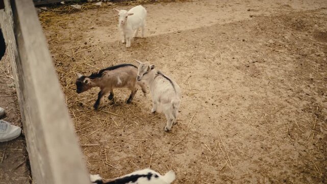 Lively footage of young goats moving, jumping, and interacting with each other in a dusty farmyard pen. The clip captures natural animal behavior in a farm or agricultural setting, with multiple anima