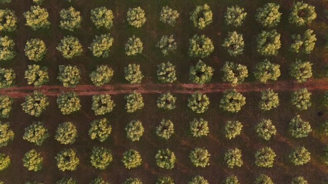 Aerial View of Mediterranean Olive Grove Landscape