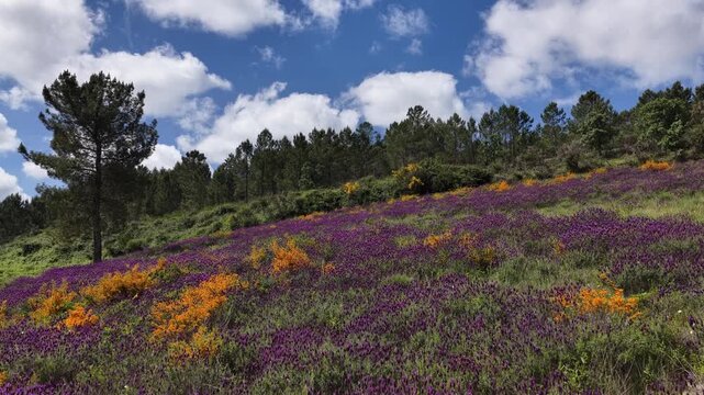 Drone shot of colourfull wild flowers meadow field in the mountains on a sunny day.