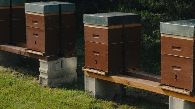 Static shot of multiple wooden beehives arranged in a garden setting with concrete foundations, surrounded by green grass and hedges. Natural sunlight creates clear shadows and emphasizes the rustic c