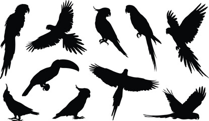Collection of Black Silhouettes of Parrots and Toucan in Various Poses Keywords: parrot, macaw, toucan, bird, silhouette, flying © MstSarifa