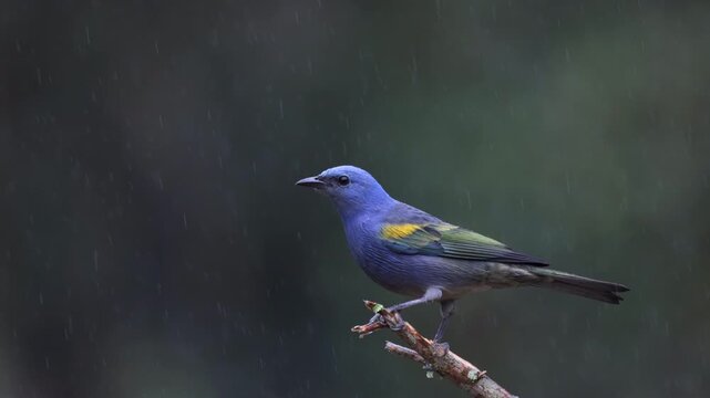 Slow motion in rain Yellow-chevroned Tanager bird in Brazil Atlantic Rainforest jungle Blue-Yellow