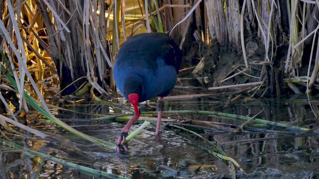 Swamphen bird eating the grass