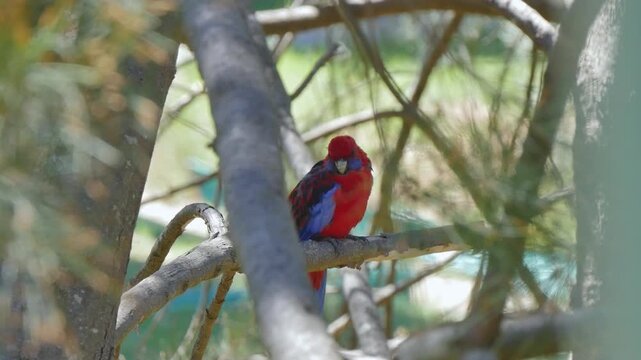 Red and blue rosella bird sitting in a tree