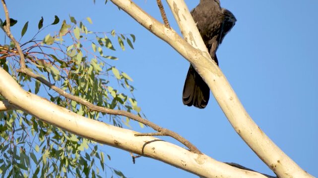 Black bird on a branch