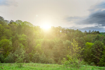 Obraz premium Forest edge golden sunset light, scenic nature landscape. Radiant sun beams woodland meadow bright peaceful atmosphere.