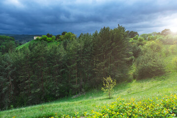 Obraz premium Pine forest overlooking meadow, sunny green hill. Scenic woodland landscape with open grassy field.