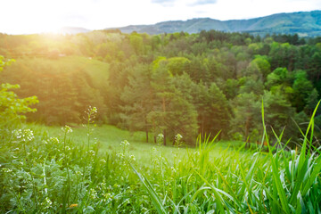 Obraz premium Wildflowers, mountain forest scenery. Spring flowers grass rays of morning sun