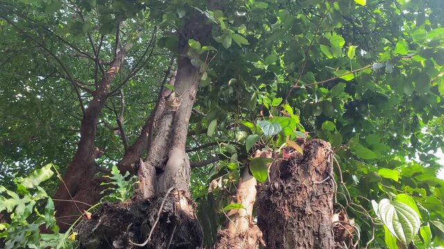 Low angle shot of a partially cut tree trunk showing signs of regrowth. Fresh green vines and new leaves thrive around the old bark, symbolizing environmental conservation, sustainability, and the pow