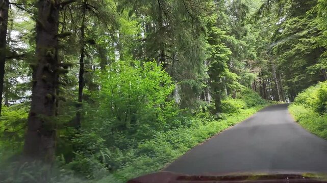 4K smooth action camera driving footage along a forest road toward the Saddle Mountain trailhead in Oregon's Coast Range, USA. Driver's POV through dense Pacific Northwest woodland