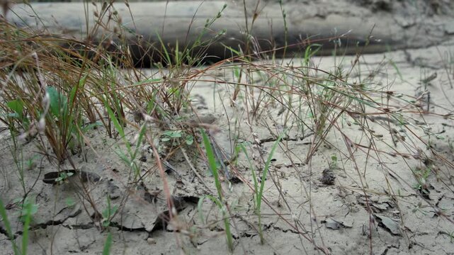 Dry earth with sparse vegetation struggling to survive in parched environmental conditions.