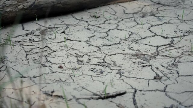 Global warming impact on soil showing extensive cracking and extreme drought land.