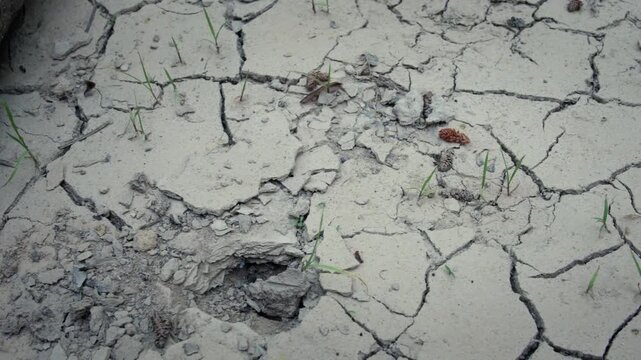 Effects of deforestation and extreme heat on the earth's parched surface.