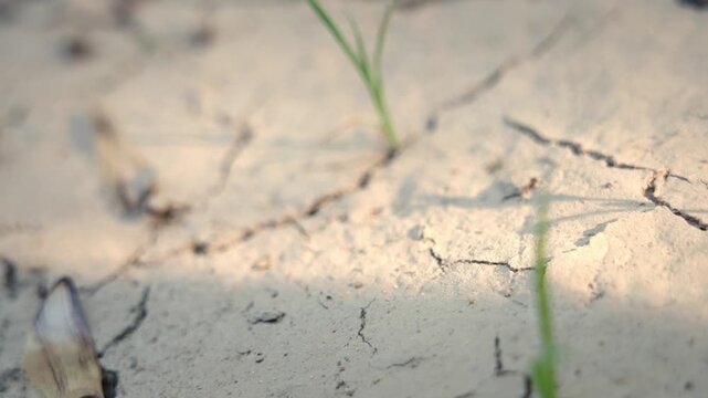 Environmental crisis showing arid cracked earth ground during extreme heatwave and severe water shortage. Close up shot.