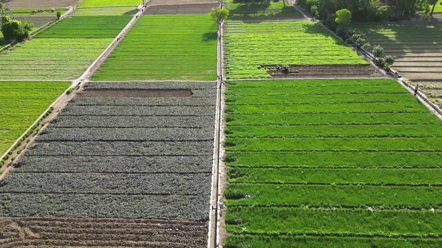 Square green vegetable field herbal Persian lettuce aerial view of agriculture farm cultivation drone top view inTehran Iran rural urban landscape crop rows organic nature workforce farming plantation