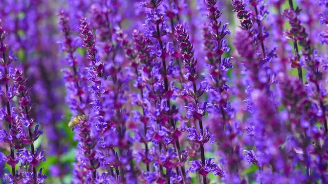 A vibrant field of blooming lavender flowers in shades of purple and violet, featuring a shallow depth of field and soft natural lighting.
