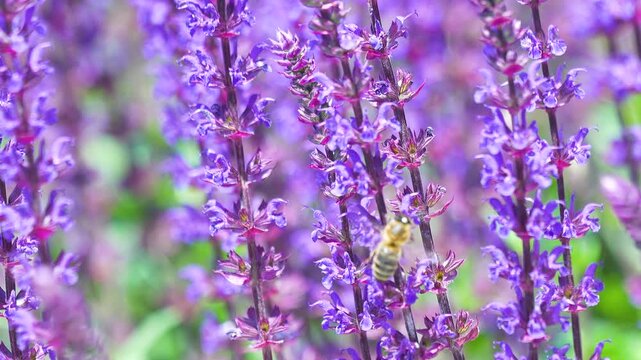 Macro shot of a hardworking honey bee collecting nectar from vibrant lavender blossoms in a summer meadow. Useful for nature documentaries and skincare branding.
