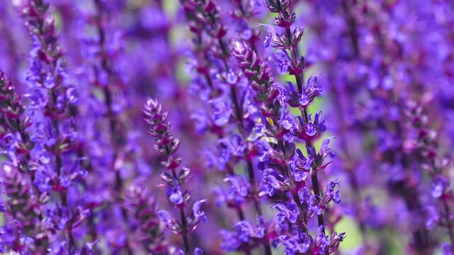 Macro shot of vibrant purple lavender stalks swaying gently in the wind. A honey bee pollinates the aromatic flowers in a bright summer garden.