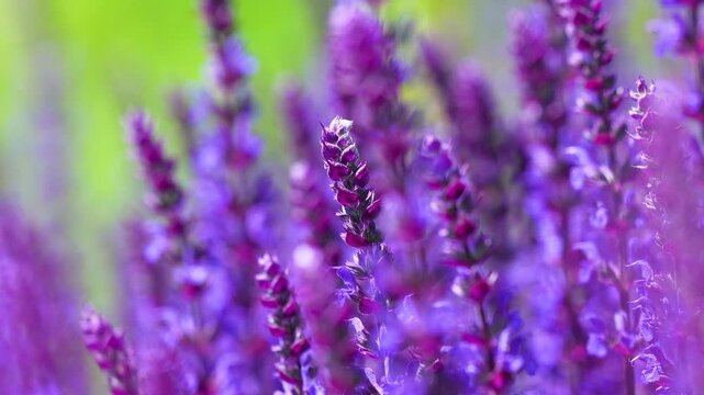 Macro shot of a honey bee collecting nectar from vibrant violet lavender stalks in a lush green meadow, showcasing nature and biodiversity.