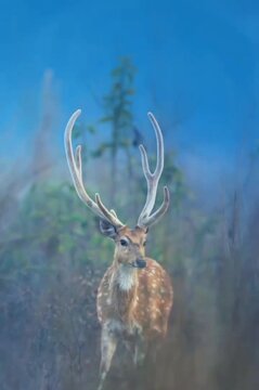 Swamp deer's stride  is calm and graceful 
