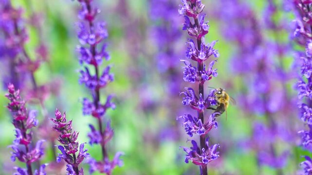 Macro shot of a honey bee collecting nectar from vibrant lavender blossoms. Clear summer day lighting showcases natural beauty and wildlife interaction.