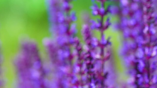 Close up macro view of blooming lavender flowers in a sunny field. Beautiful purple floral background for nature, aromatherapy, and wellness content.