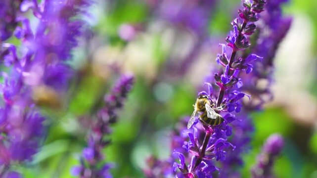 A honey bee collects nectar from vibrant purple lavender blossoms in a sunny summer garden, showcasing natural pollination and biodiversity.