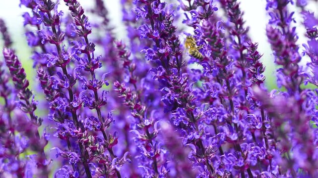 Macro shot of a bee pollinating vibrant lavender blossoms in a garden. Useful for nature documentaries, environmental content, and beauty product marketing.