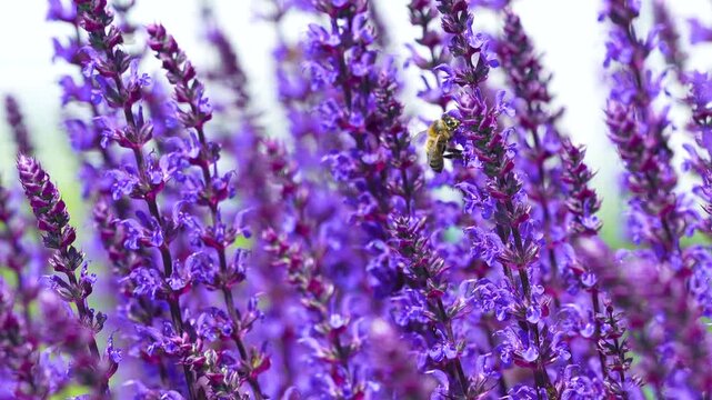 Close up of a bee gathering nectar from vibrant lavender blossoms. A peaceful nature scene for organic beauty, wellness, and environmental themes.