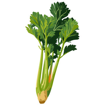 Fresh celery stalk with green leaves vector illustration