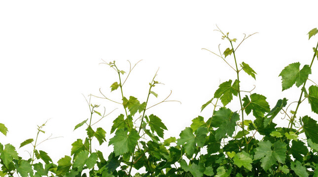 Green grape vine leaves with tendrils isolated on transparent background