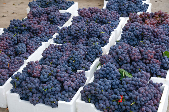 Summer Grape Harvest in White Crates - Fresh Fruit from Hard Labor of Farmer Agriculture Work
