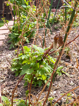 Early Spring Garden with New Green Growth