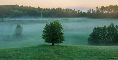 Obraz premium A beautiful, solitary tree in a green meadow during a misty, fairy-tale sunrise
