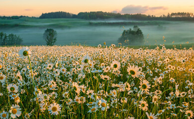 Naklejka premium A fairy-tale field of chamomile on green hills, bathed in the light of the rising sun