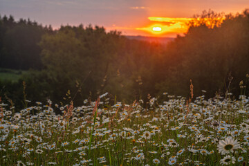 Naklejka premium A fairy-tale field of chamomile on green hills, bathed in the light of the rising sun