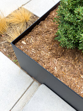 Close up of black planter with shrubs