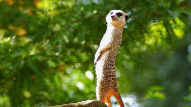 Meerkat Sitting on a Rock Basking in the Morning Sun in African Savanna | 4K Wildlife Footage
