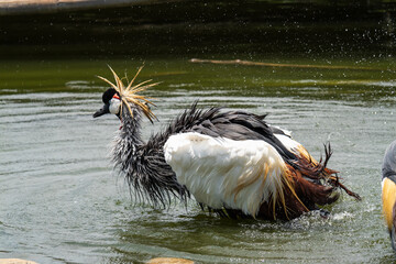 Fototapeta premium Grey crowned crane playfully splashing water in its natural habitat under bright sunny sky