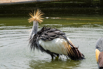 Fototapeta premium African grey crowned crane displaying unique plumage in serene water setting