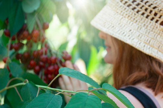 Woman picking fresh red cherries in sunny orchard, soft focus, harvest season, close up of happy girl harvesting ripe sweet berries, gardening and healthy food concept
