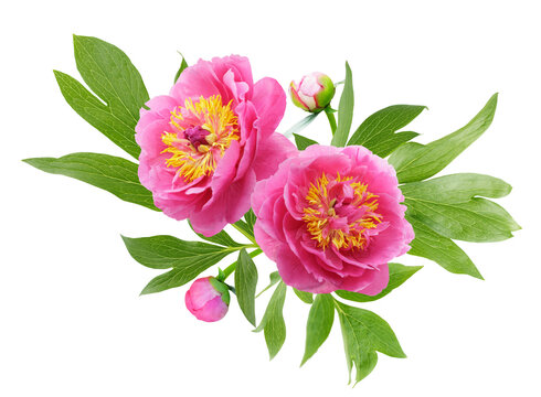 close up of bunch of pink peonies flowers with leaves isolated on transparent background