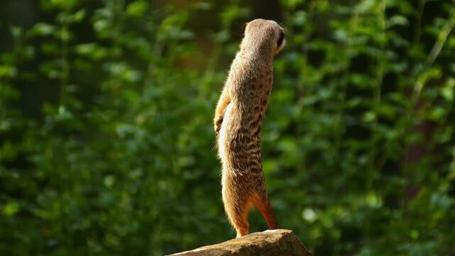 Meerkat Sitting on a Rock Basking in the Morning Sun in African Savanna | 4K Wildlife Footage