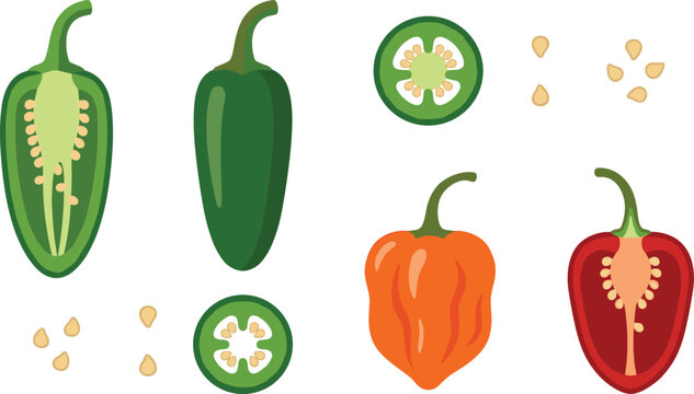 Vector illustration of hot chili peppers including jalapeno and habanero whole and halved with seeds isolated on white background for food design graphic.