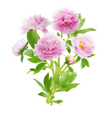 close up of bunch of pink peonies flowers with leaves isolated on transparent background