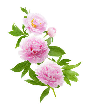 close up of bunch of pink peonies flowers with leaves isolated on transparent background