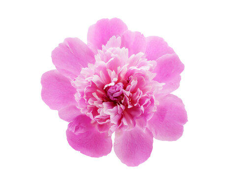 close up of pink peony flower isolated on transparent background, top view